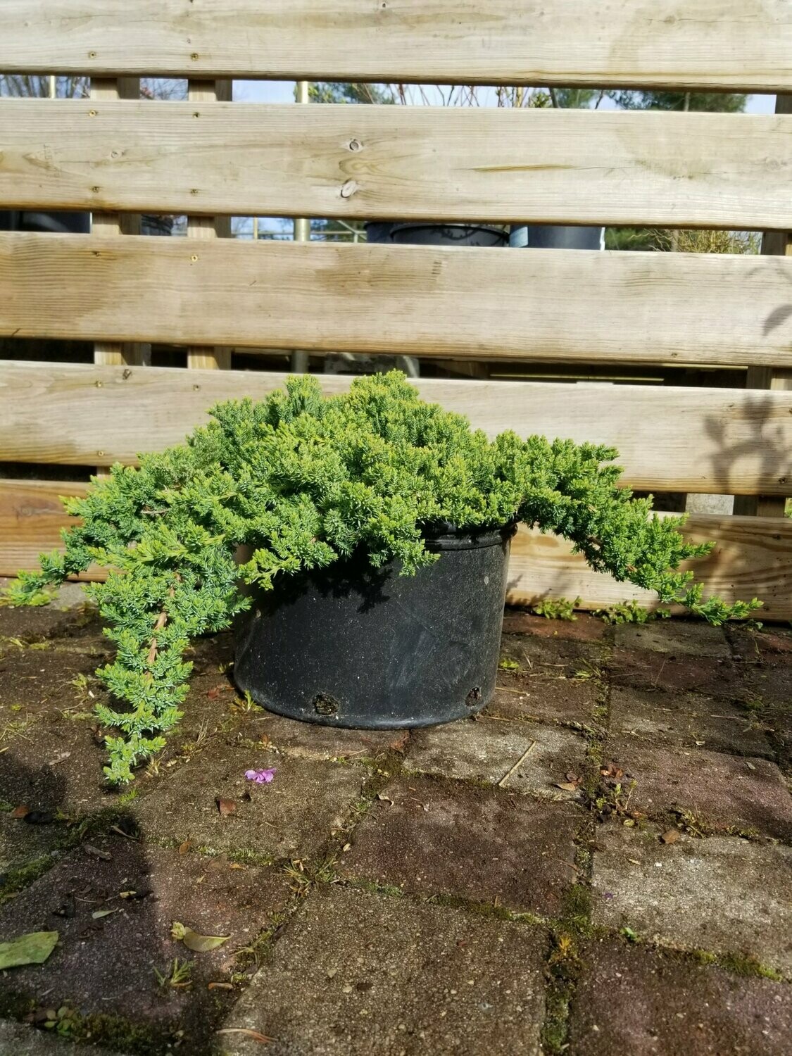 Juniperus Procumbens Nana 3
