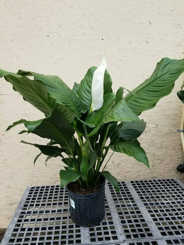 Spathiphyllum 10"