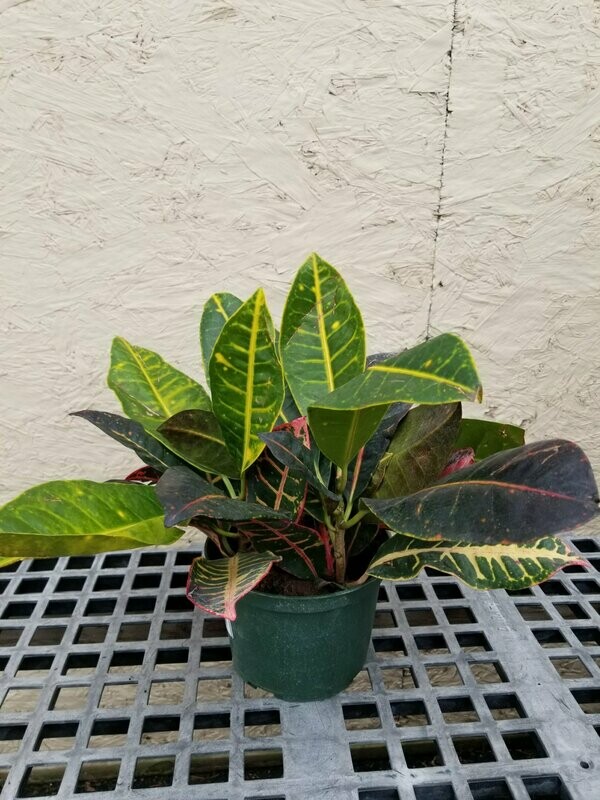Croton Petra 6"