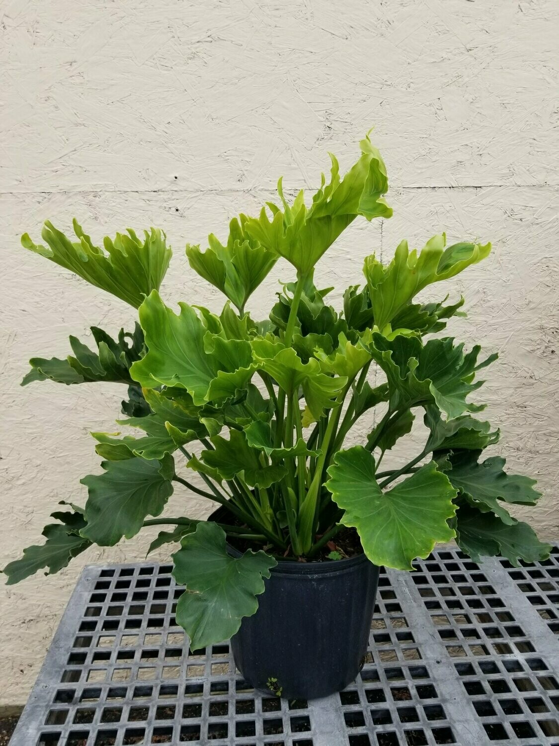Hope Philodendron 10"