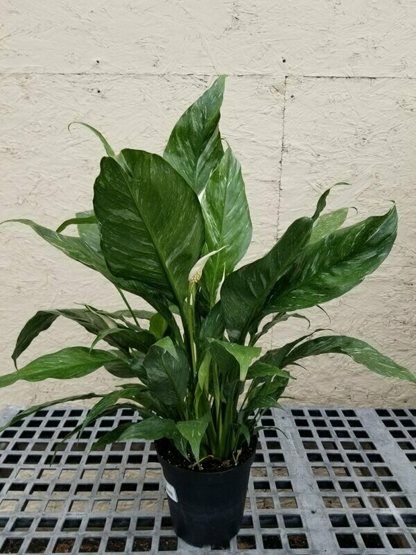 Spathiphyllum Domino 6"