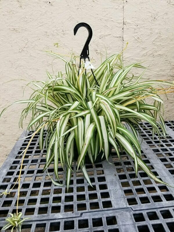 Spider Plant 10" Hanging Basket