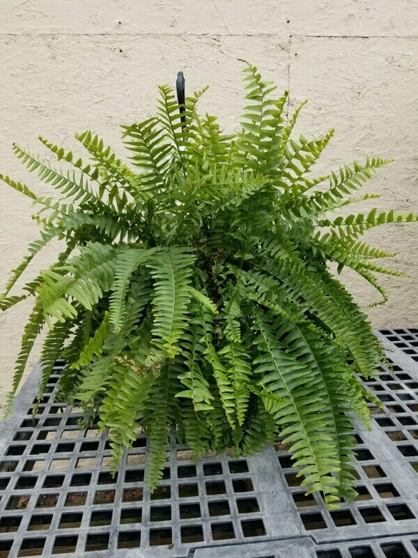 Fern Boston 10" Hanging Basket