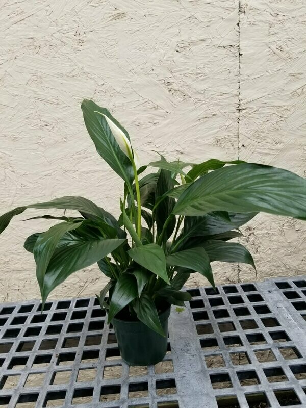 Spathiphyllum 4"