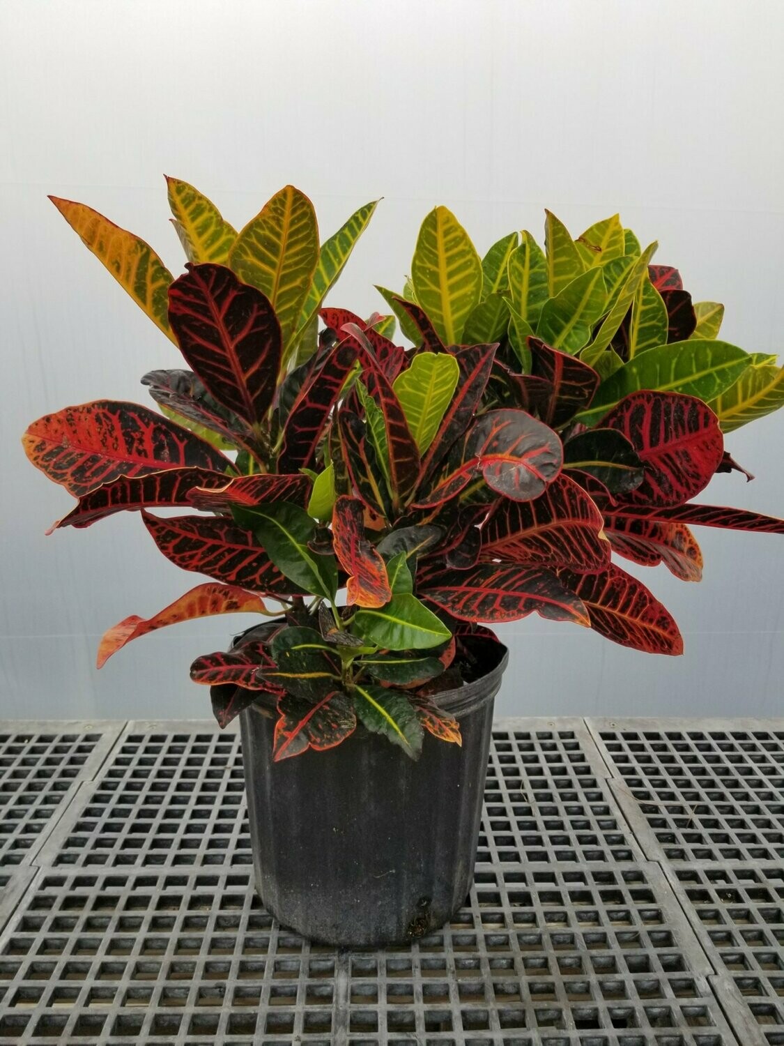 Croton Petra 10"
