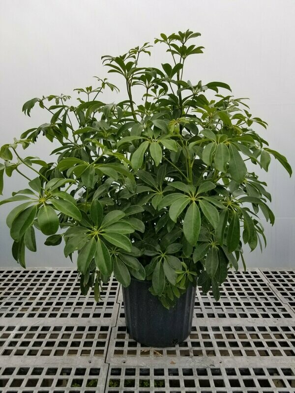 Schefflera Arboricola 10"