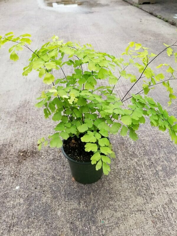 Fern Delta Maidenhair 4"