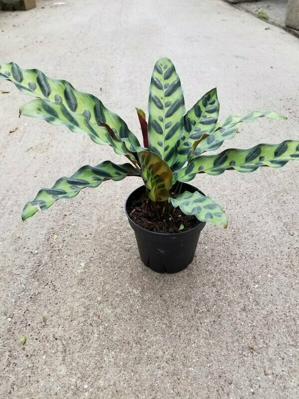 Calathea Rattlesnake 4"