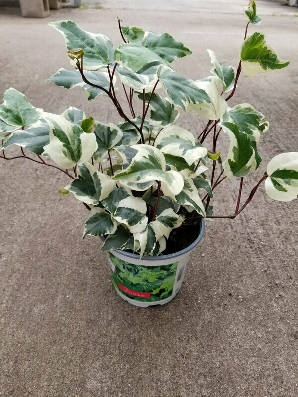 Ivy Marengo 6"