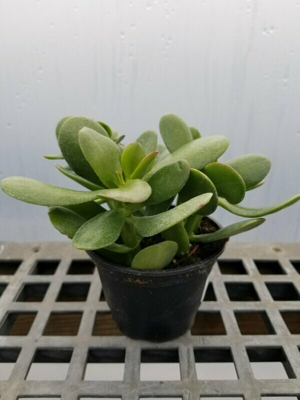 Crassula Jade Reg Leaf 4"