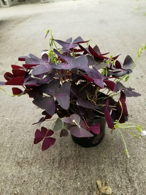 Oxalis Red 4"