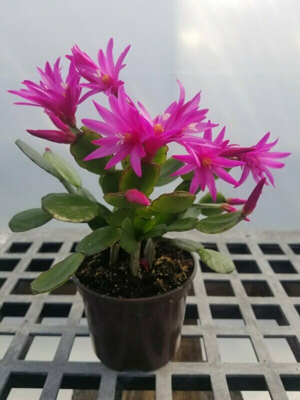 Rhipsalidopsis Prm Sp Cactus 5"