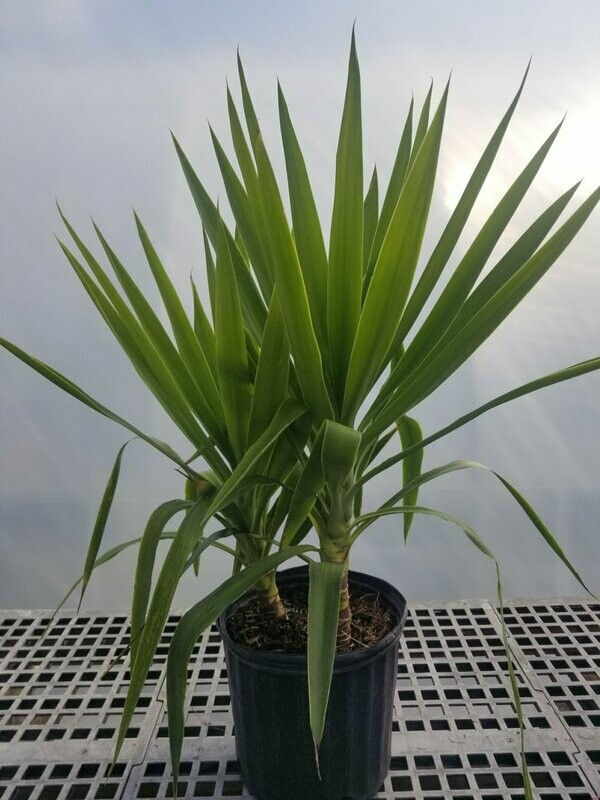 Tip Yucca 10"