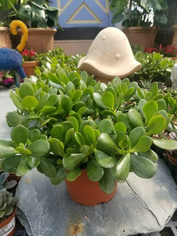 Jade Plant Silver Dollar 6"