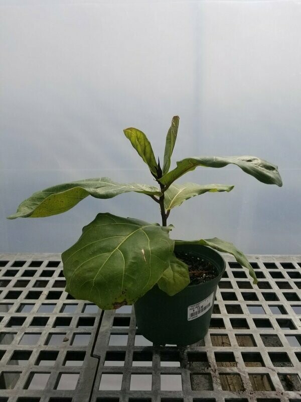 Ficus Lyrata 6"