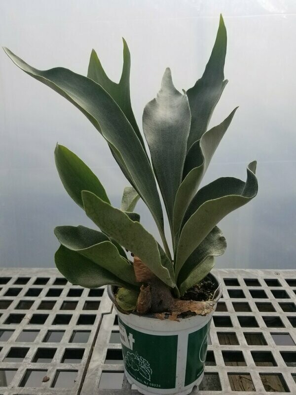Fern Staghorn Netherlands 5"