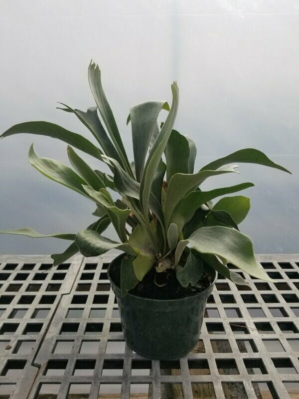 Fern Staghorn American 6"