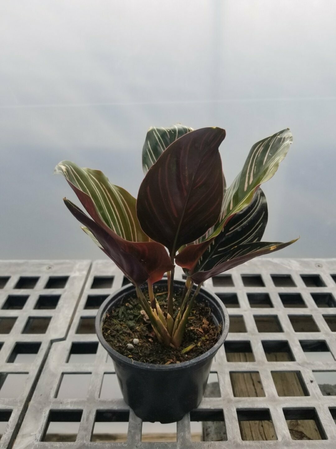 Calathea Ornata Em 6"