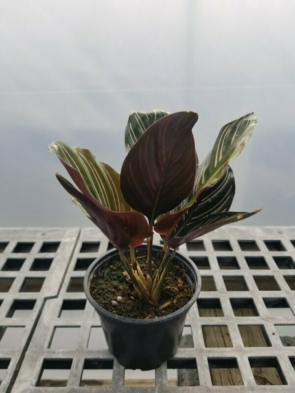 Calathea Ornata Em 6"