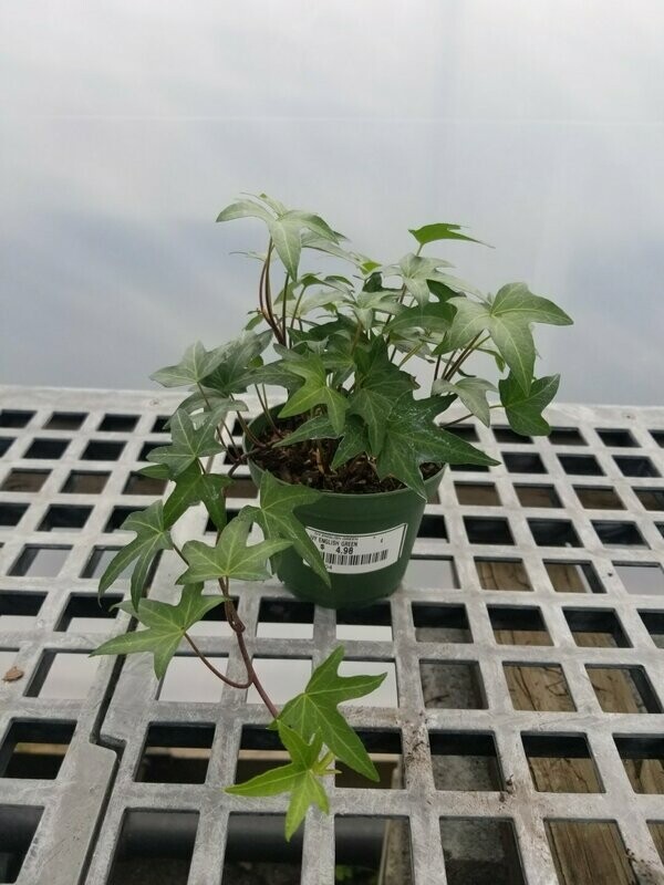 Ivy English Green 4"
