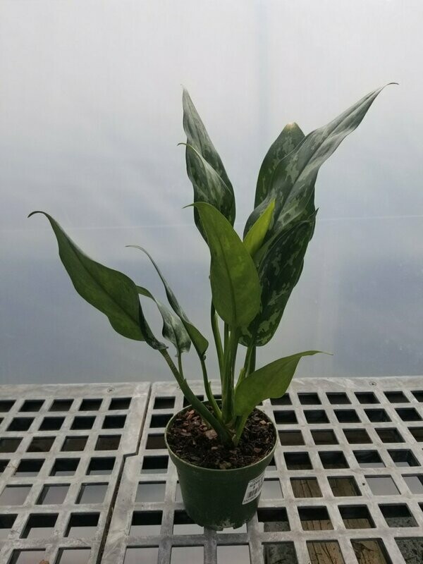 Allaonema Maria 4"