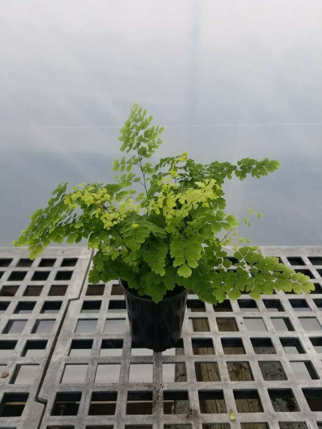 Fern Maidenhair 3.5"