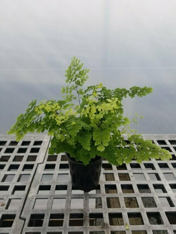 Fern Maidenhair 3.5"