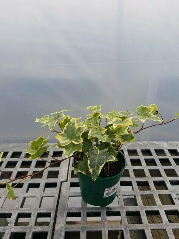 Ivy Gold 4"