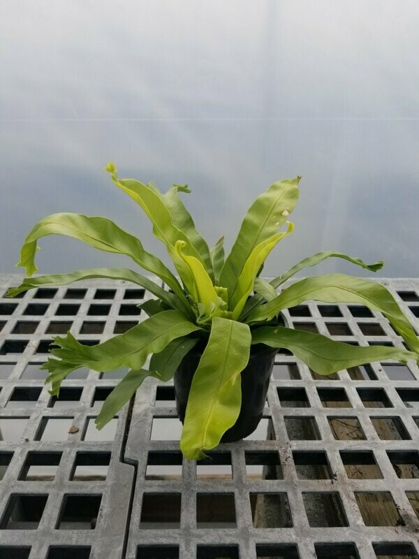 Fern Asplenium Japanese Bird Nest 4"