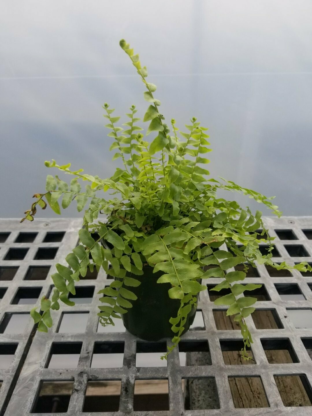 Fern Boston 4"
