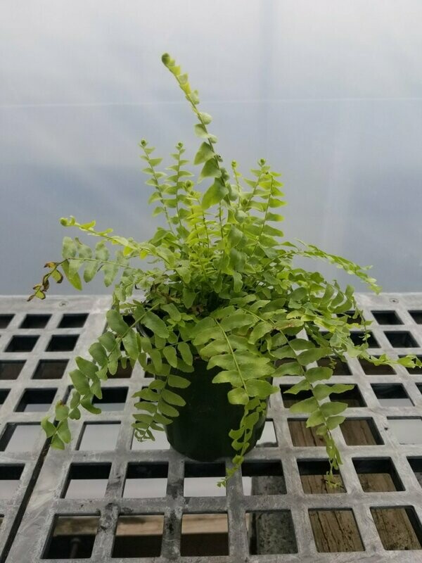 Fern Boston 4"