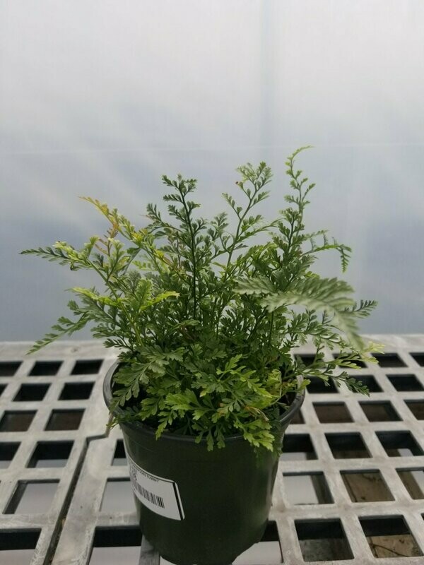 Fern Rabbits Foot 4"