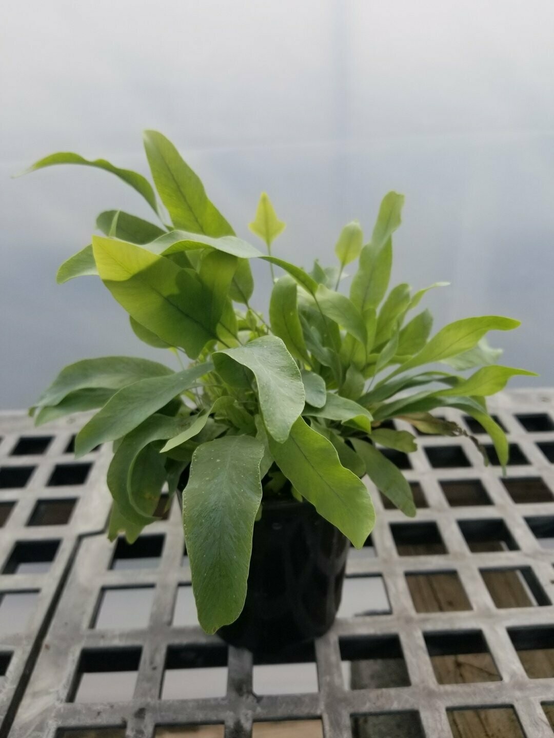 Fern Phelbodium Bluestar NL 3"