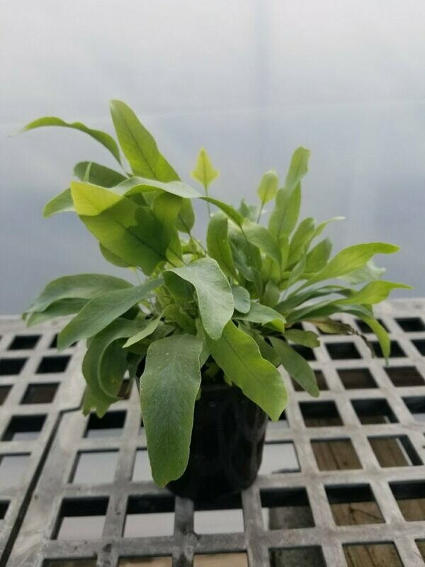 Fern Phelbodium Bluestar NL 3"
