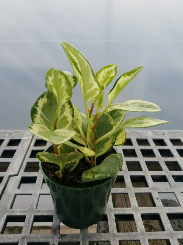 Pepperomia Marble 4"