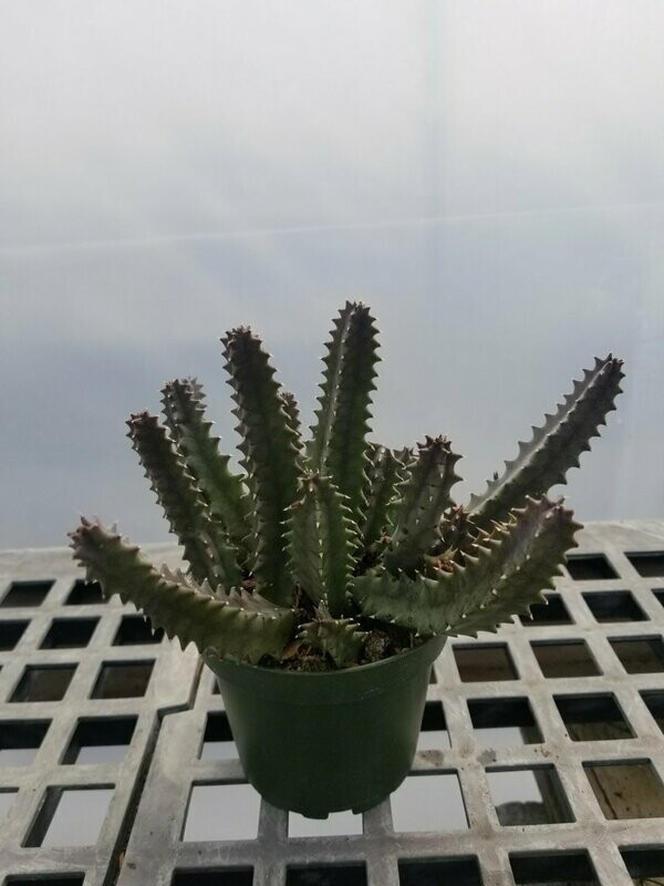 Stapelia Lifesaver 4"