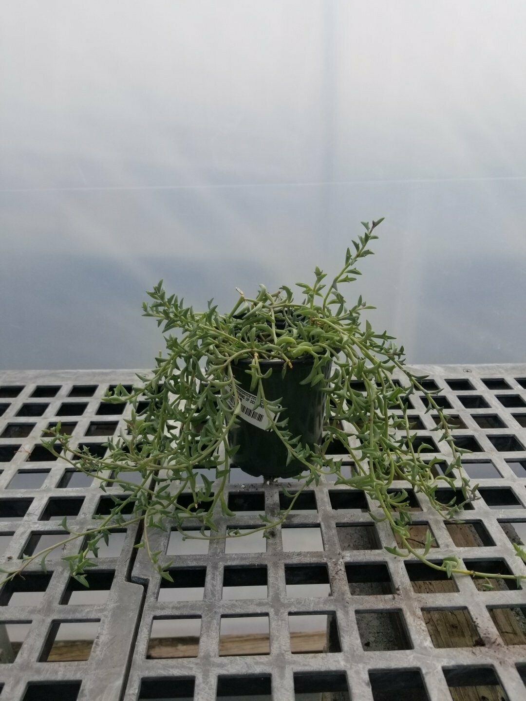 Senecio String of Dolphins 4"