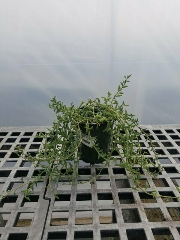 Senecio String of Dolphins 4"