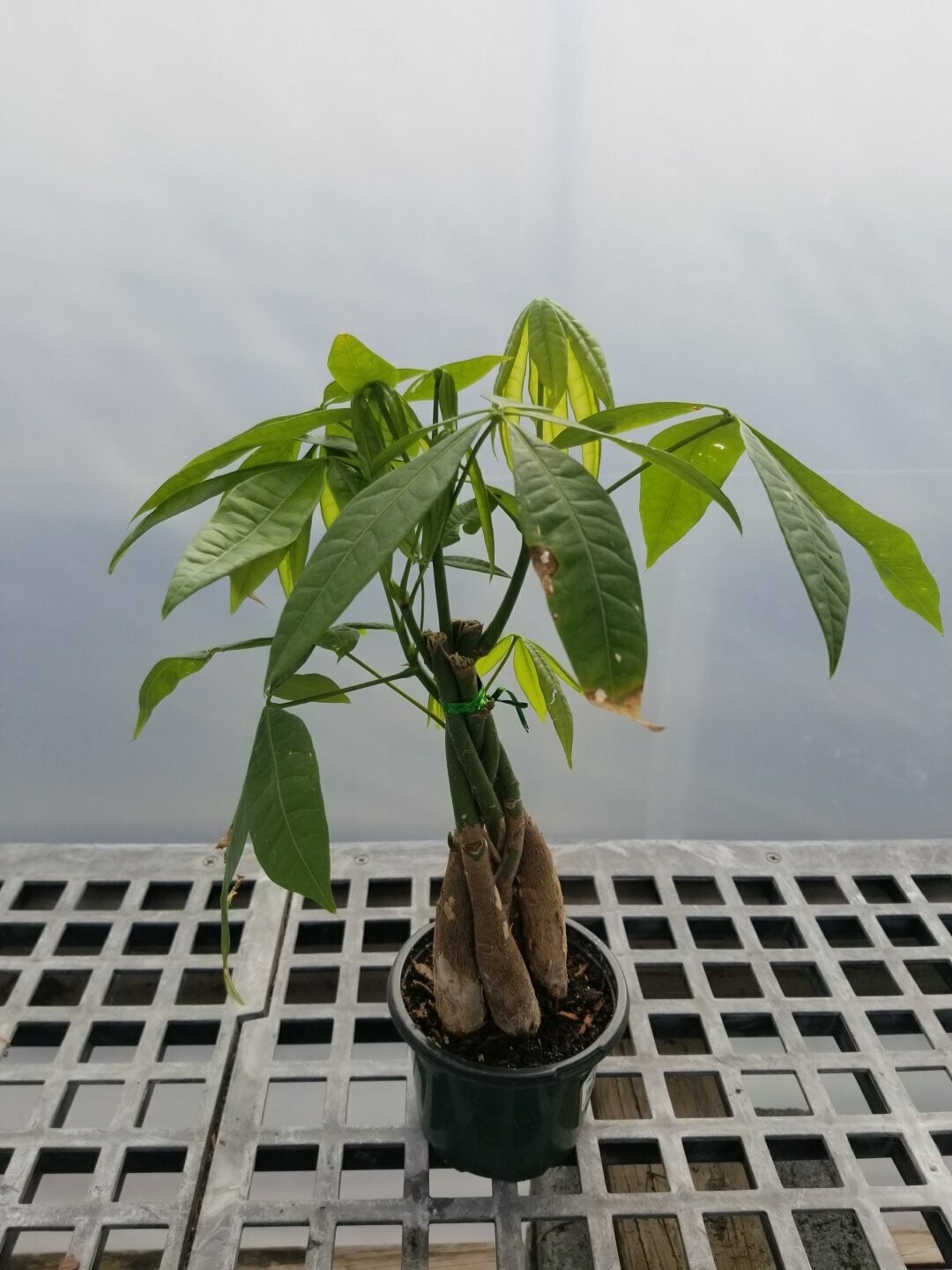 Pachira Aquatica Money Tree 4"