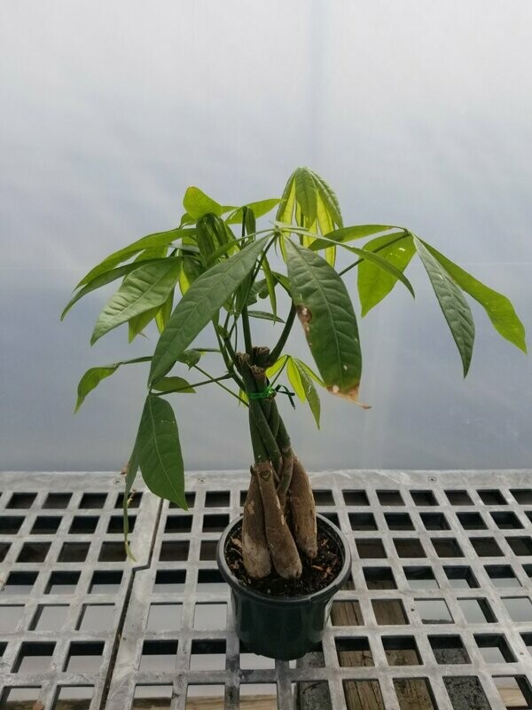Pachira Aquatica Money Tree 4"