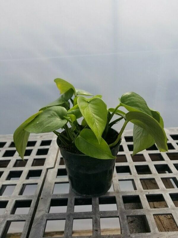 Epipremmue Pothos Jade 4"