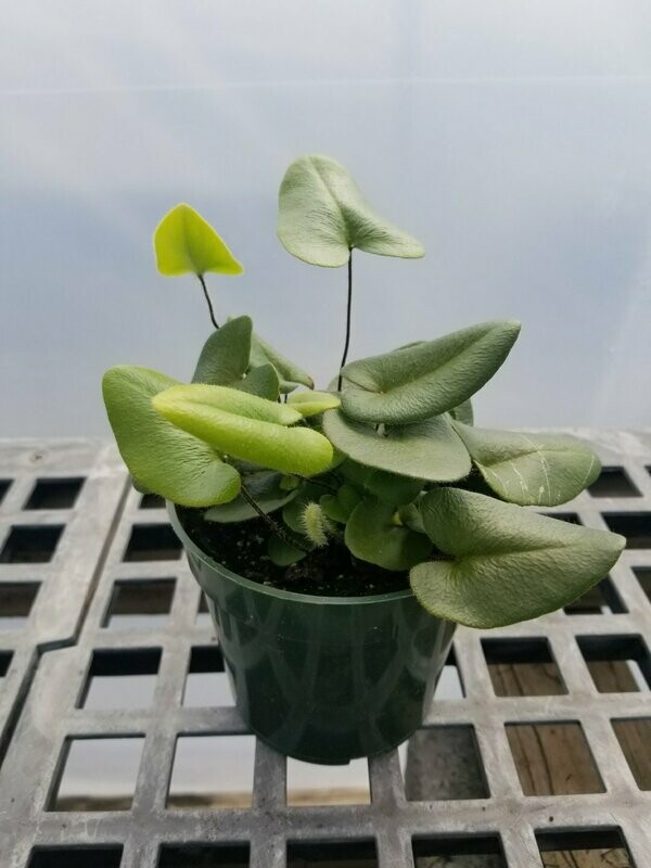 Fern Hemionitis Airfolia Heart 4"