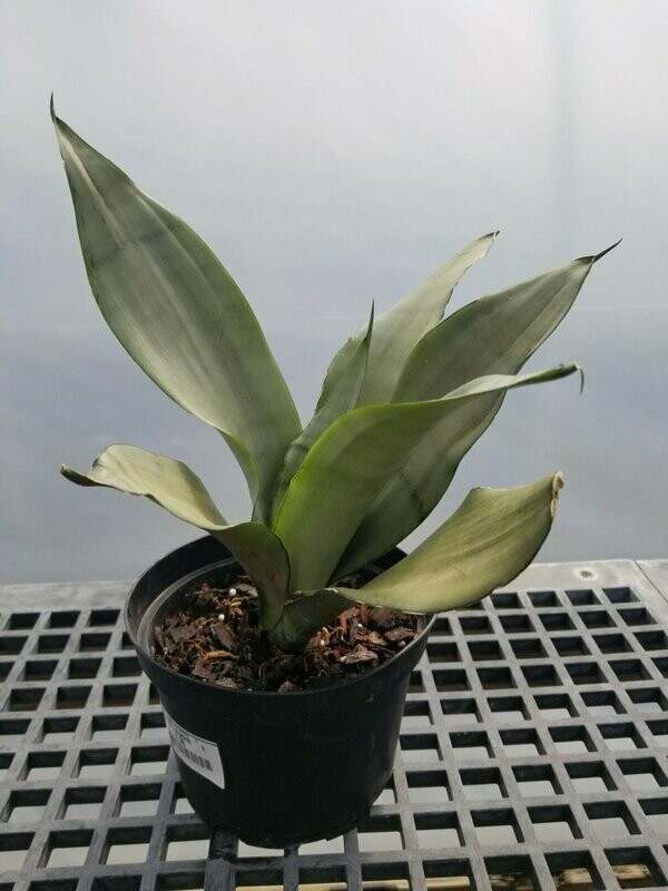 Sanseveria Moonshine 6"