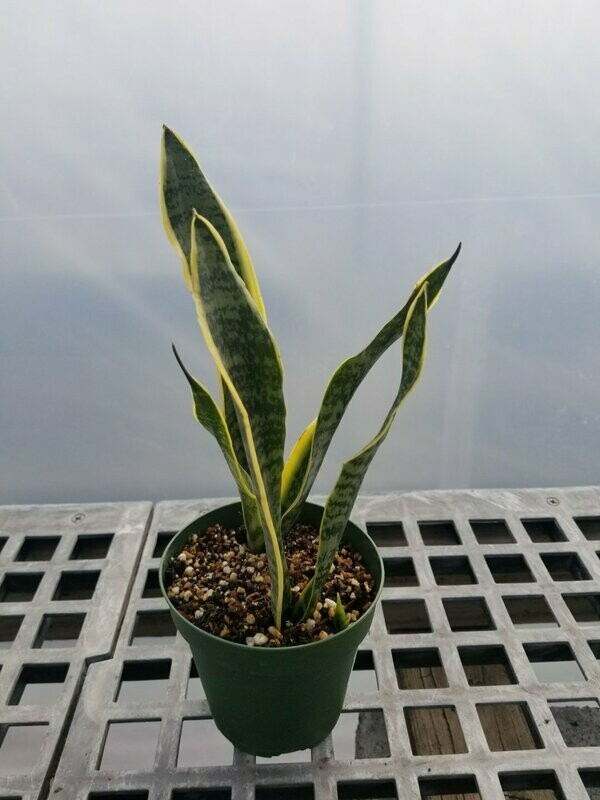 Sanseveria Laurenti 4"