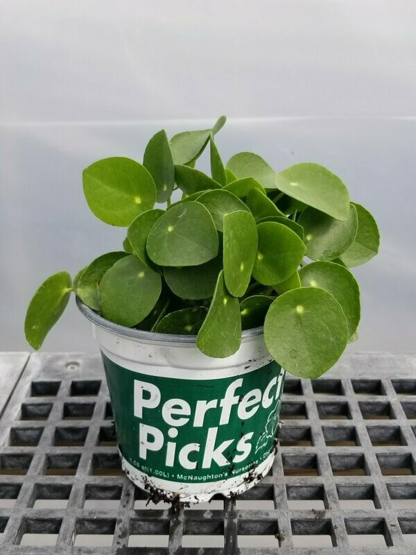 Pilea Peperomioides Chinese 5"