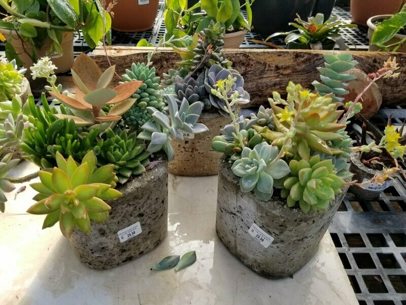 Succulent 6.5 x 8.5" square pot assorted