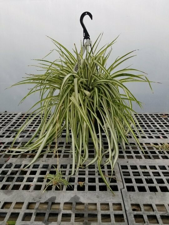 Spider Plant Hanging Basket 10"