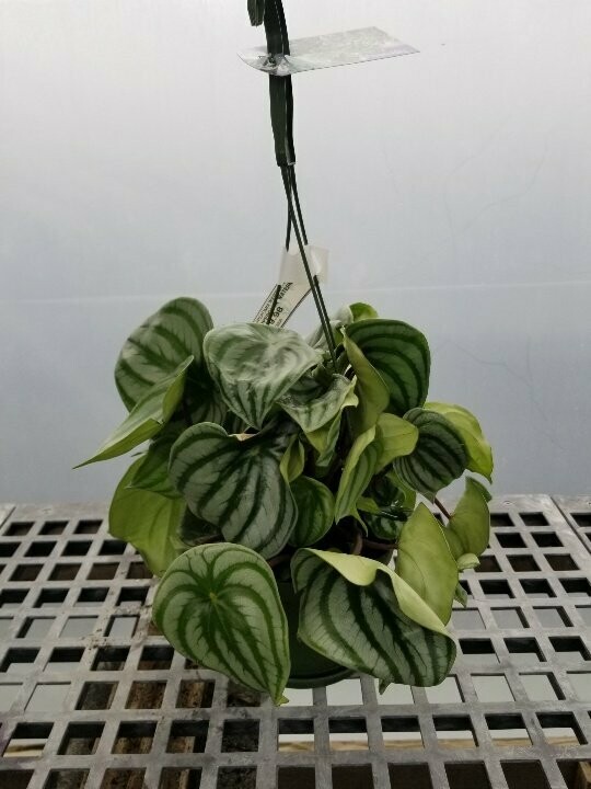 Pepperomia Watermelon Hanging Basket 6"