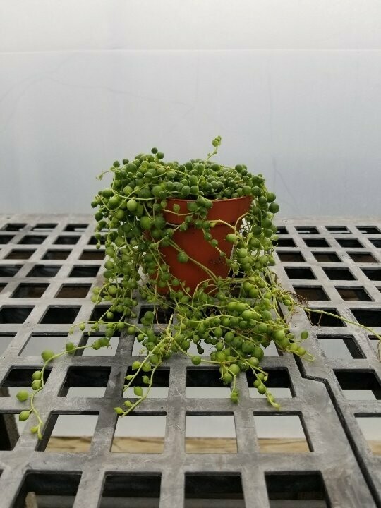 String of Pearls 4"