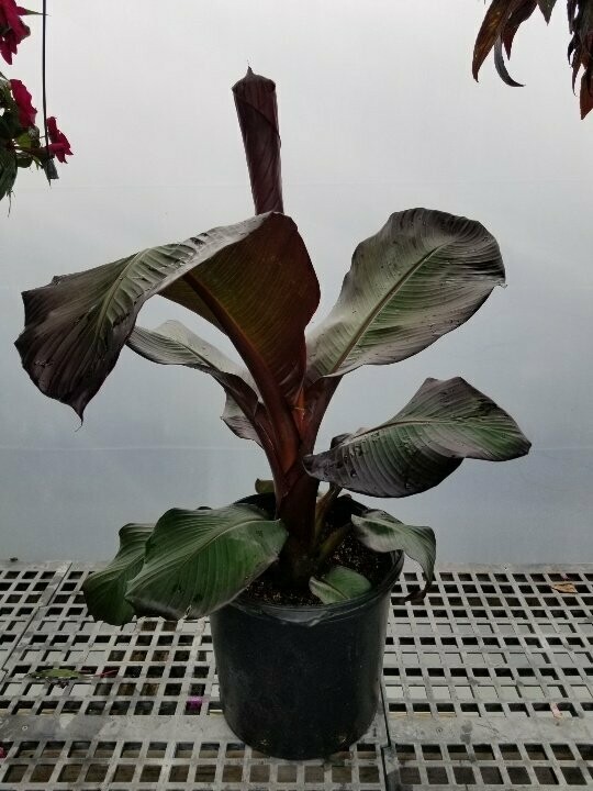 Musa SP Banana #3